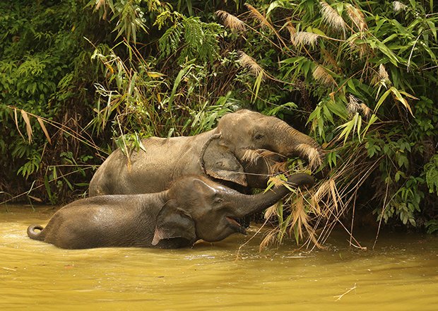 Tree Tops Elephant Sanctuary Phuket
